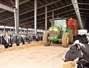 Doanh nghiệp đầu tư chăn nuôi bò sữa có thể được hỗ trợ tới 5 tỷ đồng/500 con bò sữa cao sản. Ảnh: Lê Toàn
