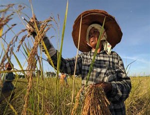 Chương trình tạm trữ lúa gạo đầu tiên của Thái Lan kéo dài từ tháng 10/2011-9/2012 - Ảnh: AFP/MSNBC.