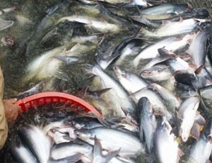Doanh nghiệp cá tra tiếp tục chịu thuế cao