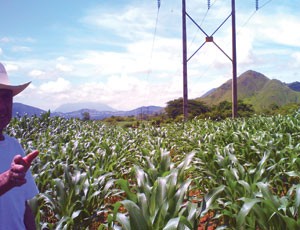 Hơn 80% đất nông nghiệp ở châu Phi chưa được canh tác thực sự.