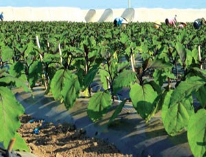 Unifarm đã phát triển được gần 150 ha trồng rau quả, cây cảnh, dược liệu... với năng suất cao tính đến tháng 8.2013.