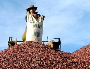 Doanh nghiệp FDI dần “thôn tính” thị trường cà phê